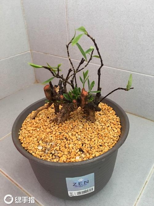 玫瑰小镇开启水盆的符石(栀子花可以嫁接茉莉花吗)