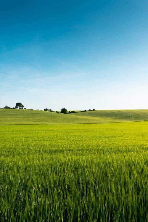 field是什么意思啊(field,是什么意思)
