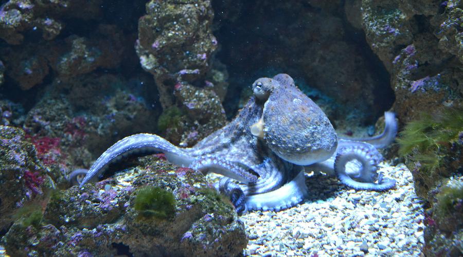 怪怪水族馆章鱼(怪怪水族馆章鱼吃什么)