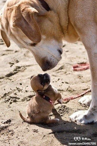 人人网手机登录(人人网怎么恢复旧版)