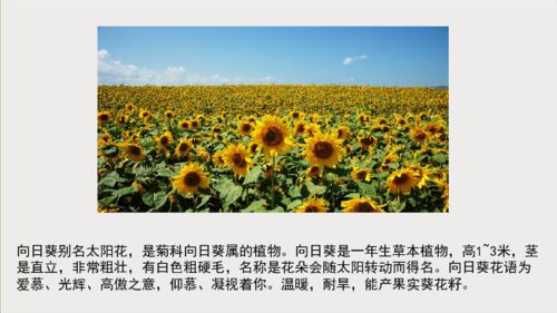 teamviewer和向日葵哪个好用(teamviewer和向日葵的区别)
