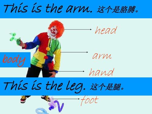 body怎么读(leg怎么读)