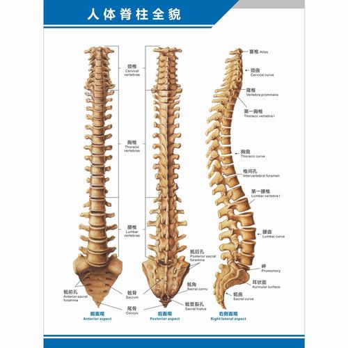 人体工厂怎么过关(电子厂xray对人体的影响)