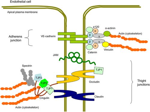 cardiovascular(cardiovascular diatetology)