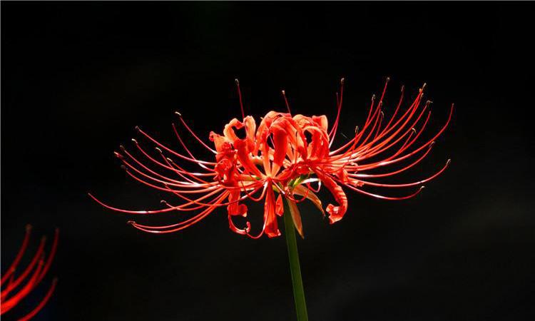 地狱才会开的花有哪些(地狱才会开的花叫什么)