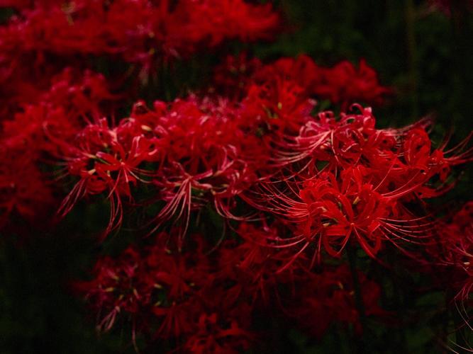 地狱才会开的花有哪些(地狱才会开的花叫什么)